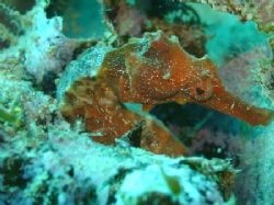 Found well hidden amongst the seaweed, this Seahorse was ... by Ash Pickering 